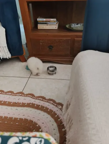 Vendo Sptiz anão macho 59 dias, vacinado e vermifugado