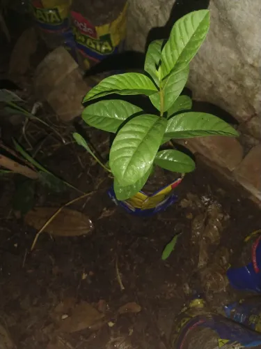 Muda de goiaba