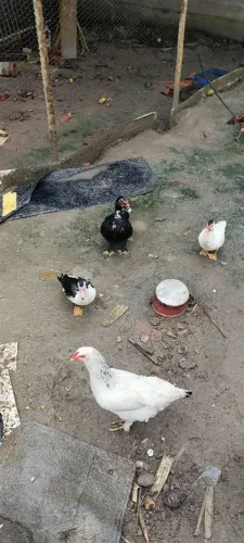 Vendo patos