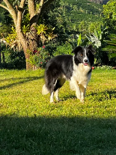 Macho para cobertura 