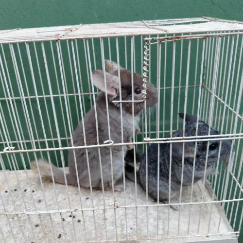 Chinchila