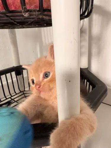 Vendo gato persa 