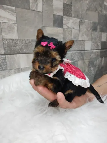 Yorkshire terrier micro
