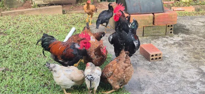 Galinhas e Galos