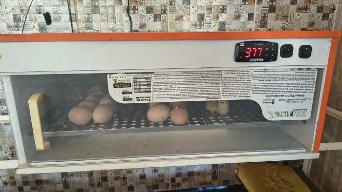 Chocadeira encubadora 