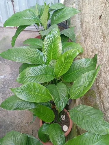 PLANTAS LÍRIO DA PAZ
