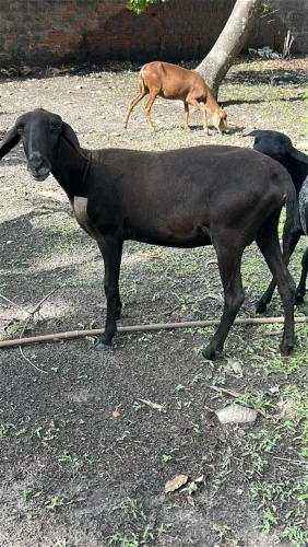 Vende-se Ovelhas Santa Inês e mestiças 