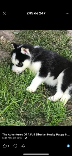 Filhotes de Husky Siberiano  | Amor verdadeiro tem patas.