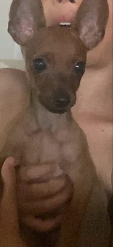 Vendo filhote Pinscher 01 macho