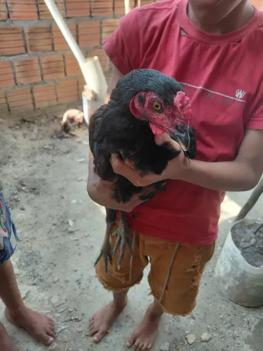 Vendo 2 frangos 5 meses mestiça carioca com índio gigante