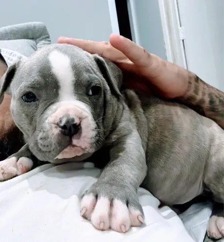 Filhote American Bully XL