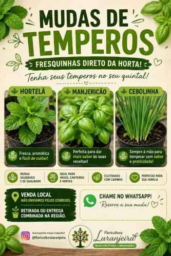 Mudas de Hortelã e Manjericão e cebolinha | Temperos para Plantar