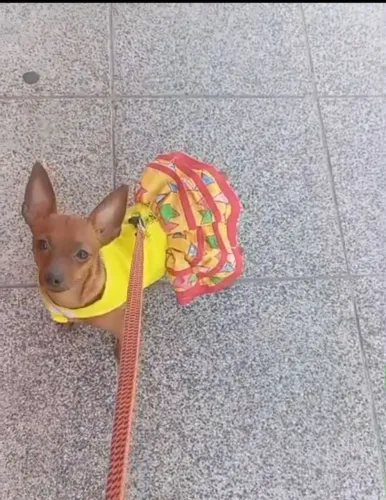 Pinscher fêmea