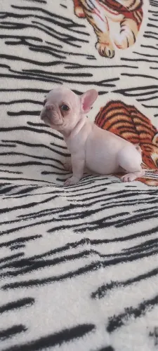 Bull dog micro 