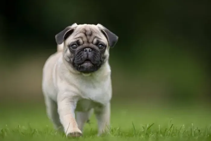 1 fêmea filhote de Pug (venda) e 1 macho disponível