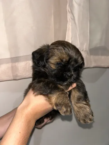 Vende - Se Filhote De Lhasa Apso