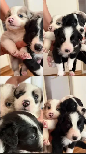 FILHOTES DE BORDER COLLIE