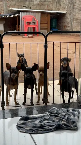 Pinscher