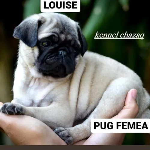 Pug não tem como não se apaixonar por ela em campinas
