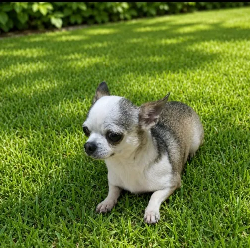 CHIHUAHUA FÊMEA ADULTA CASTRADA