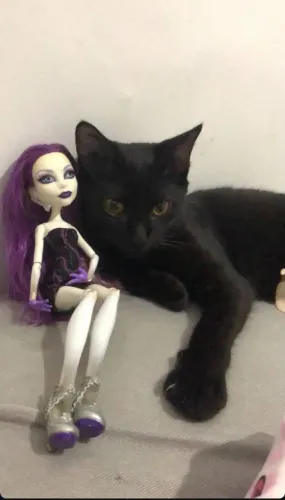 Lindo gato preto para doação