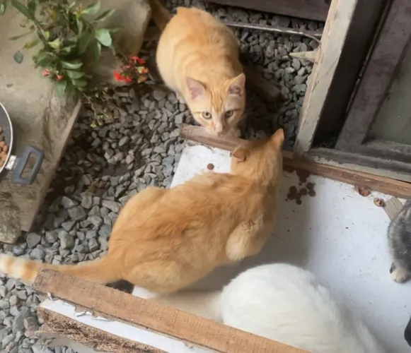 Gatos para doação