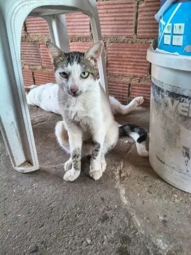 Gata castrada para adoção