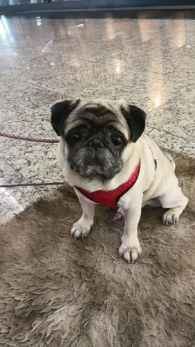 Procuro Pug pra adoção 