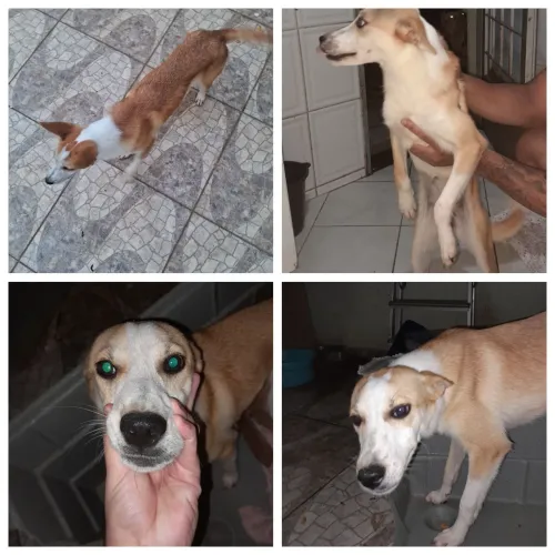 Doa-se cadelinha