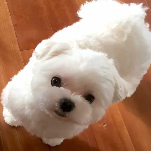 Filhote Maltês, O melhor abraço peludo está pronto para ser seu!