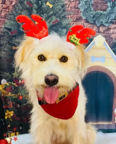 Doação de cachorra, mistura de border collie com vira lata. 