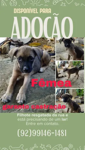 Filhote fêmea cadela