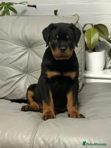 Cachorro filhote rottweiler pelagem densa e dócil com contrato