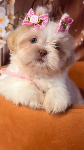 Filhotes Shih Tzu - pedigree