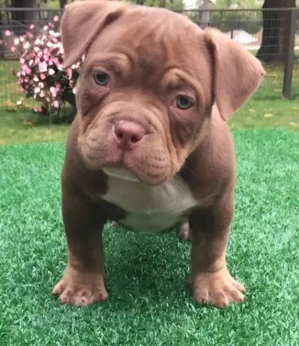 American Bully micro 