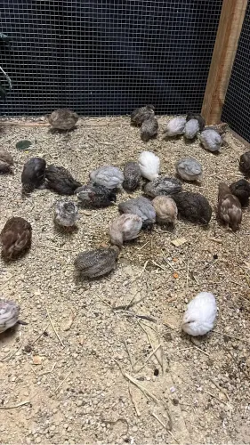 Mine codorna chinesa 