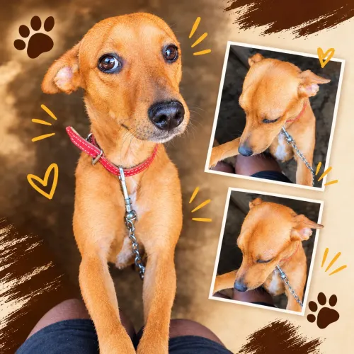 Cachorro Doação SRD