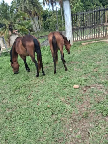 Vendo uma egua uma potra e um potromaga larga