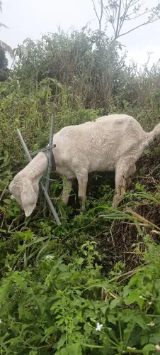 CABRA PARIDA