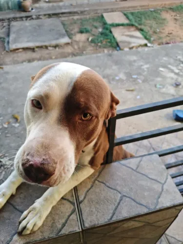 DOACÃO PITBULL