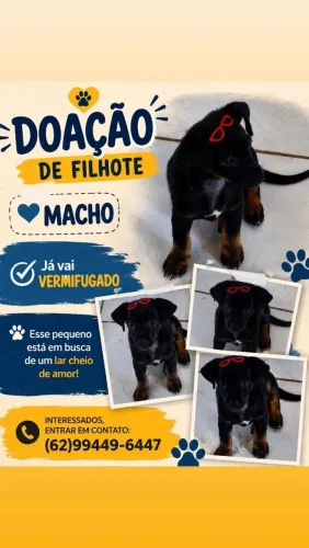 DOAÇÃO DE CACHORRINHO MACHO