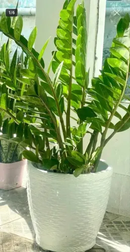 Vendo mudas de Zamioculcas e outras.
