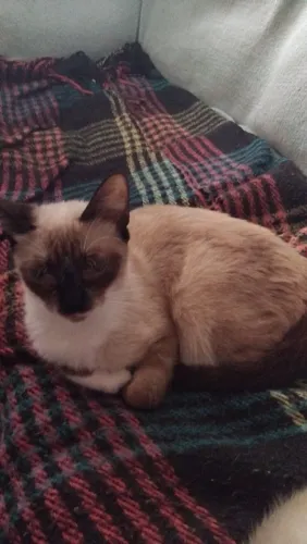 Gatos para doação 