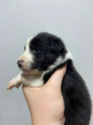 Fêmea Boder Collie a última