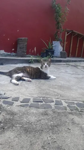 Gata castrada para adoção