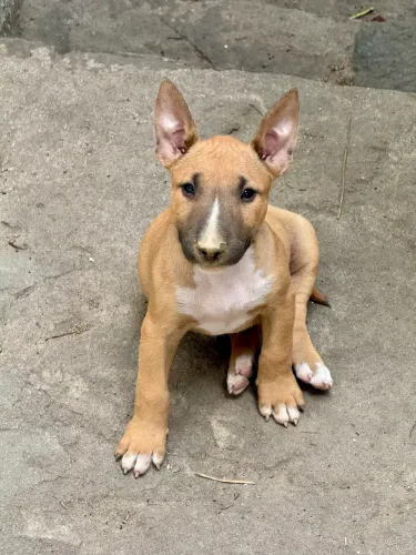 Filhotes de Bull Terrier | 3 Fêmeas e 2 Machos | Pais no Local?