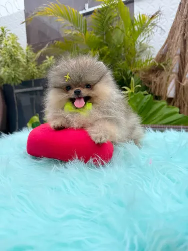 Spitz alemão