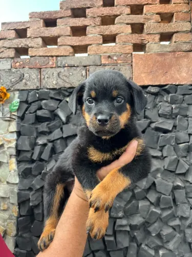 Filhote chá gorro rottweiler