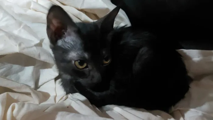 Gata pretinha filhote