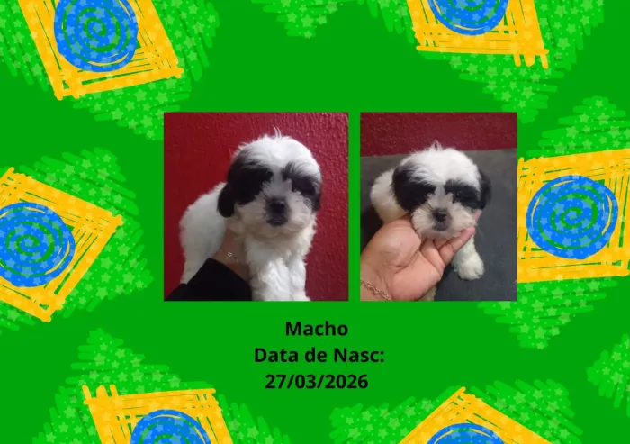 Filhotes de cachorros raças pequenas